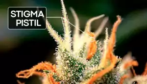 nukaseeds-Cannabisblüte-Narbe-und-Griffel