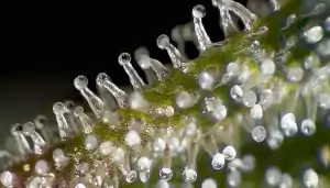nukaseeds-cannabis-bud-trichomen