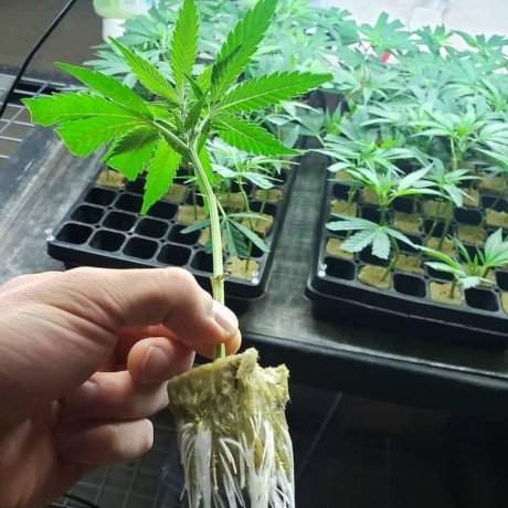 verwurzelter Klon in Steinwolle