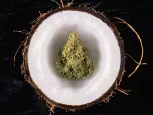 Kokosnuss und Marihuana-Knospe