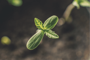 nukaseeds-cannabis-Keimblatt-Blätter