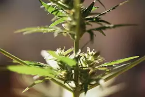 nukaseeds-kannabis-blumen-cola