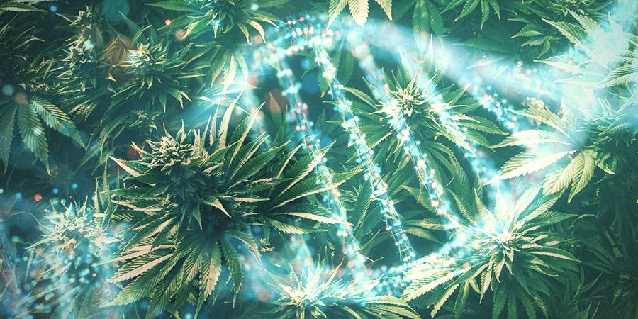 Genetik der Cannabispflanzen