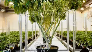 ganja mother plant nukaseeds