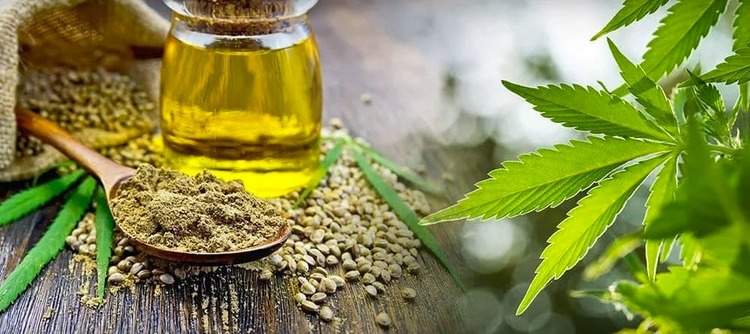 Marihuanasamen Cannabisöl Ganjiblätter