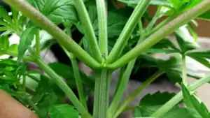 nukaseeds-kannabis-pflanzen-zweige