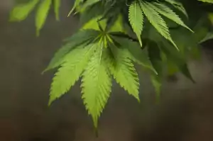 nukaseeds-Kannabis-Pflanze-Fan-Blätter