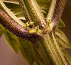 nukaseeds-cannabis-Anlage-Knotenpunkte