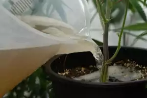 Bewässerung und Fütterung von Marihuana-Pflanzen