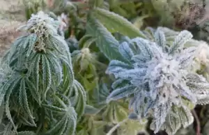 erfrorene Cannabisknospen