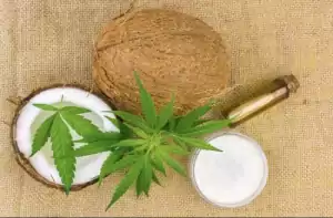 wie man Cannabis-Kokosnussöl herstellt