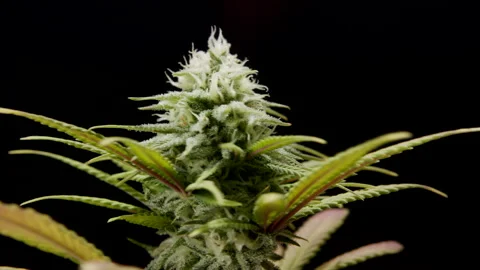 kleine Marihuana-Knospe