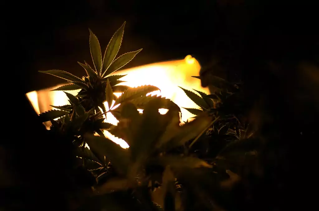 Was ist das ideale Licht für Cannabispflanzen?