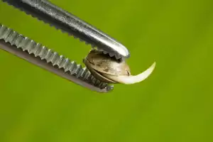 Main root cannabis seed