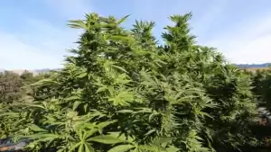 schöne Ganjapflanzen im Freien