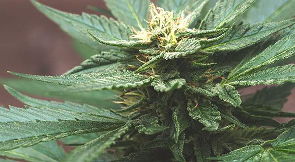 nukaseeds dünne Cannabis-Knospe