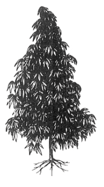 Indické konopí dorůstá výšky 1,8 metru