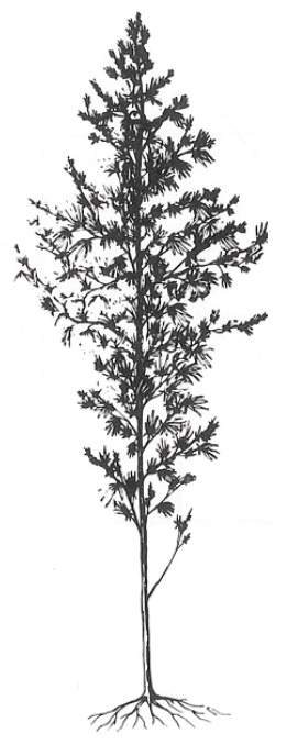 sativa dorůstá až 7 metrů