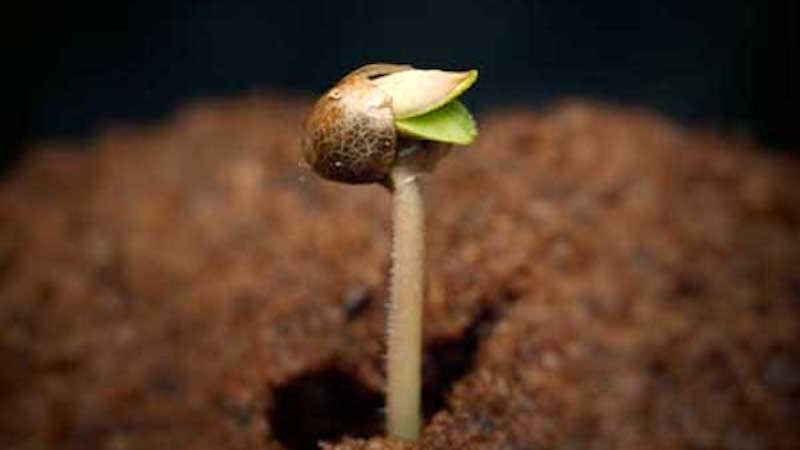 gekeimte Marihuana-Samen