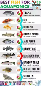 nejlepší ryby pro hydro systém aquaponia