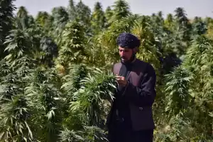cannabisanbau in afghanistan