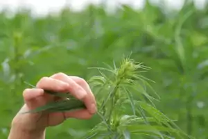 Von Hand gepflücktes Cannabisblatt
