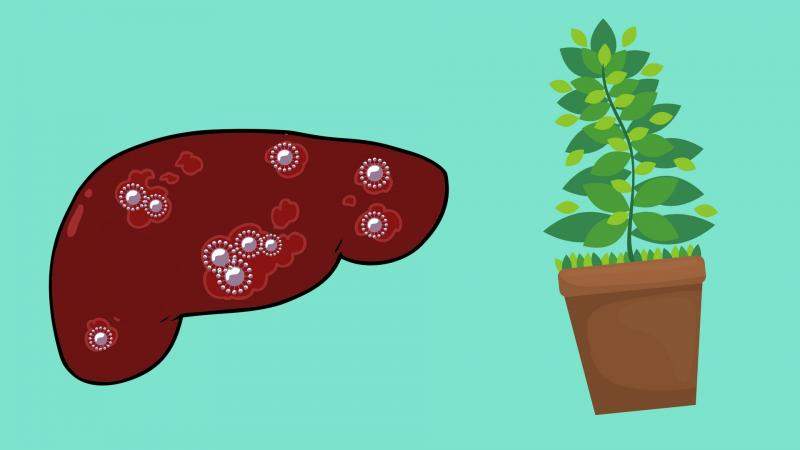 Cannabis und Hepatitis-C-Virus