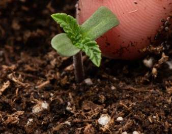 Marihuana Pflanze von Nuka Samen