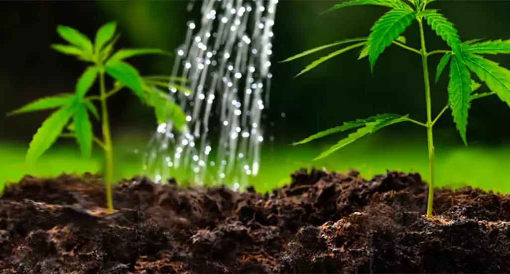 beware of too much water in cannabis plants