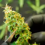 Ganja-Knospen von Hand trimmen