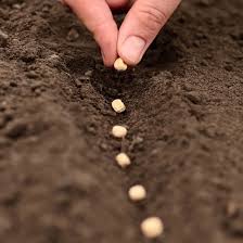planting seeds in the row