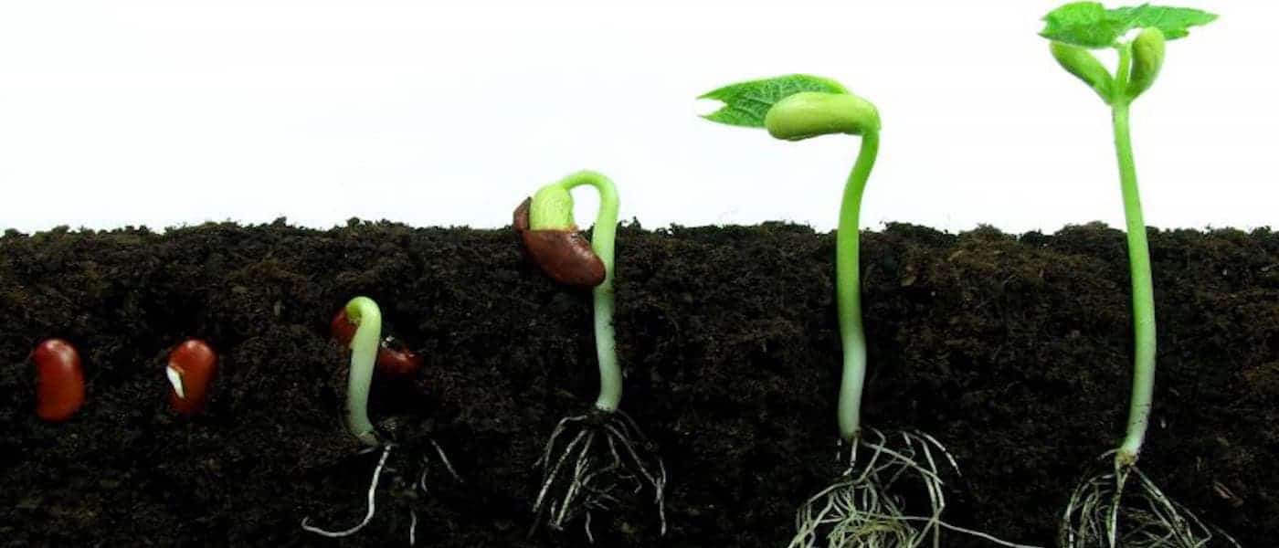 Featured image for “Jak klíčit semena marihuany”