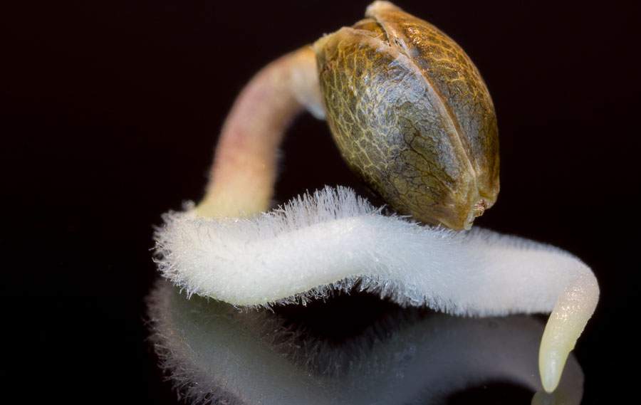 Wann man Marihuana-Samen für den Anbau im Freien keimen lässt