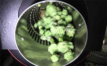 Hanfknospen-Schneidemaschine