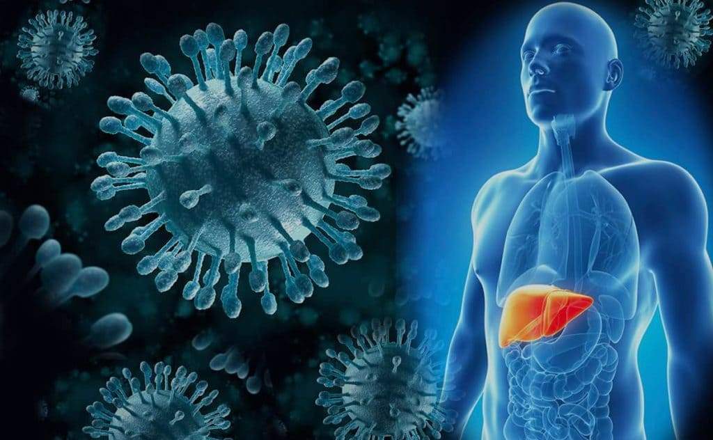 Hepatitis-C-Virus und menschliche Leber