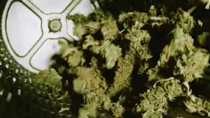 Trockene Cannabisknospen in der Trimmmaschine