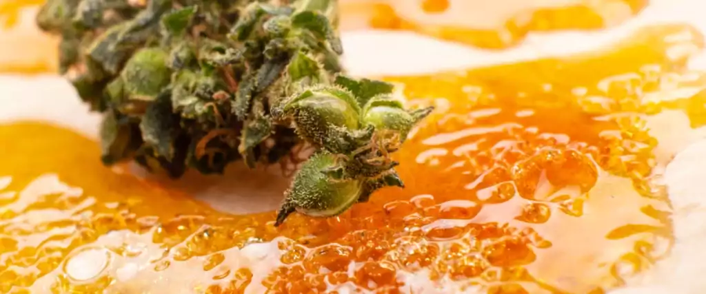 Konopné výtažky - marihuanové pupeny a pryskyřice