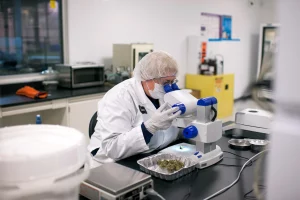 Medizinische Marihuanaforschung in den Niederlanden