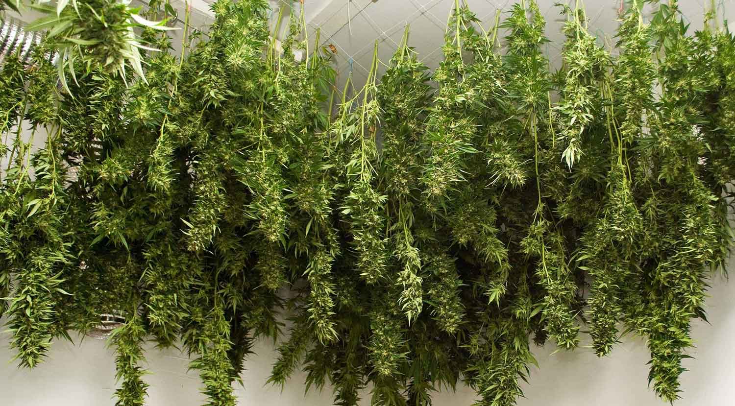 Featured image for “Cannabis drying for beginners”
