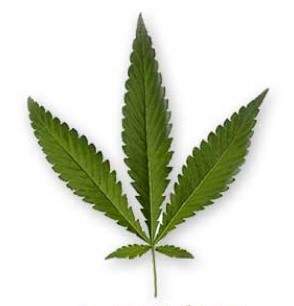marihuana list ruderalis