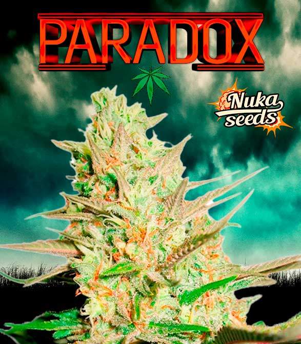 Paradox logo with huge bud