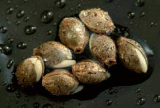 future cannabis plants