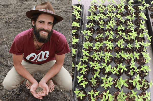 Nuka-Samen und reife Marihuana-Pflanzen in Blüten