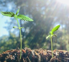 junges Nuka-Marihuana, draußen gepflanzt