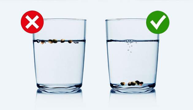 gesunde Marihuana-Samen sinken auf den Boden