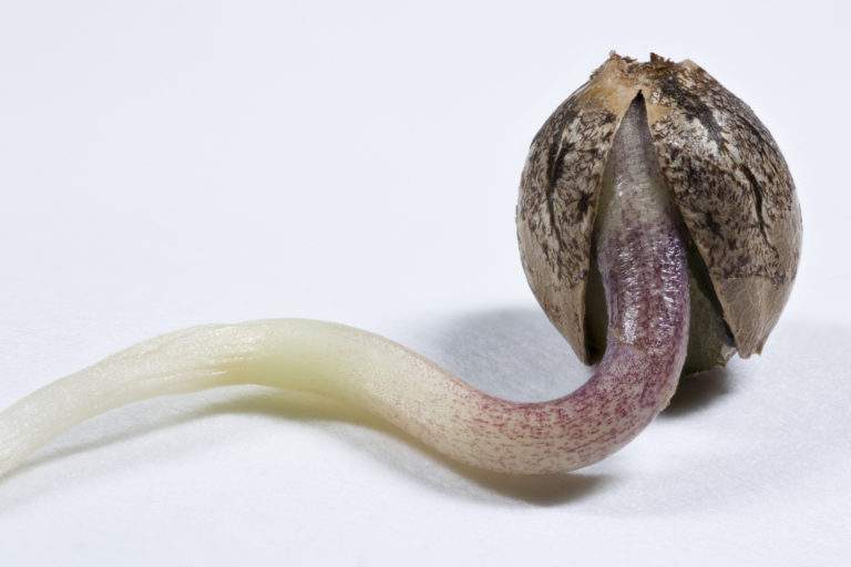 gekeimte Marihuana-Samen