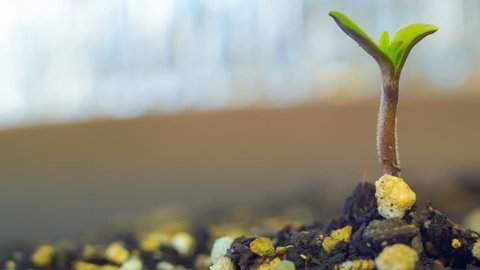 Keimblätter Marihuanasamen