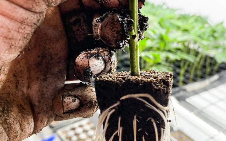 beware of the roots of cannabis plants