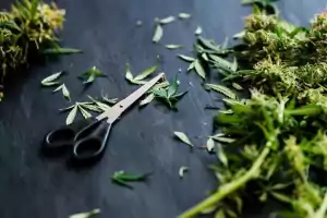 Beschneiden von Marihuana mit einer Schere