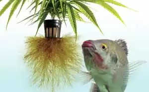 hydrosystém pro pěstování trávy a akvaponie